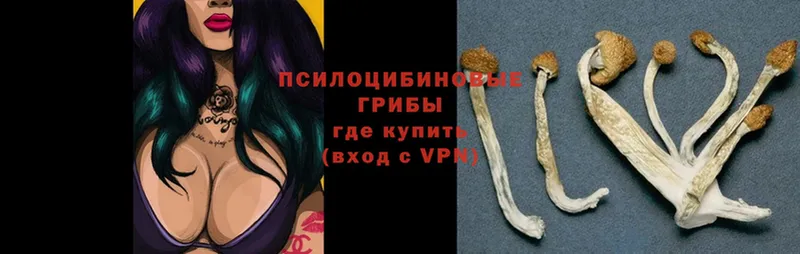 hydra tor  Ливны  Псилоцибиновые грибы Psilocybe 